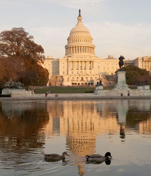 Ducks in front of the Capitol